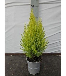 Gold crest pot de Ø 10.5