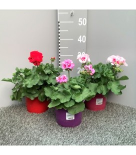 Geranium Zonale pot de 19