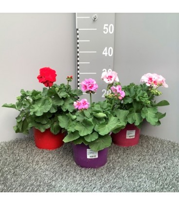 Geranium Zonale pot de 19