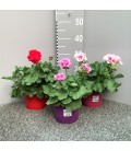 Geranium Zonale pot de 19