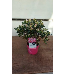 Azalée Pink Spider Ø17