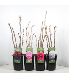Pivoine sucffructicosa Ø 18 mix cou