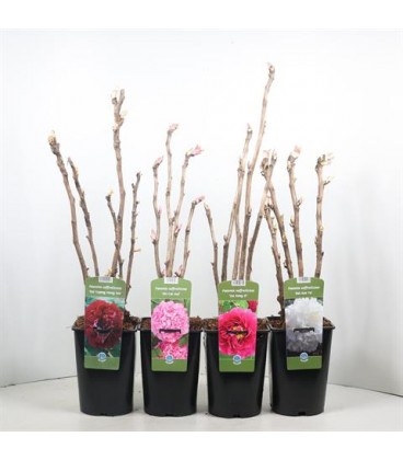 Pivoine sucffructicosa Ø 18 mix cou