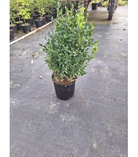 Buis buisson Ø 19 h 40/50 cm
