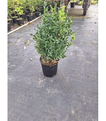 Buis buisson Ø 19 h 40/50 cm