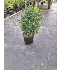 Buis buisson Ø 19 h 40/50 cm
