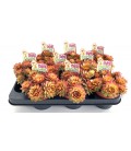 Sempervivum Charms gold Ø 10.5