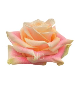 Rose Equat Wild crown 50 cm x 25