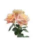 Rose Equat Wild crown 50 cm x 25