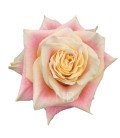 Rose Equat Wild crown 50 cm x 25