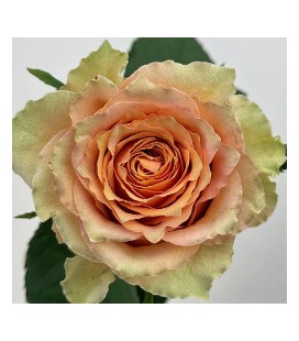 Rose Equat Caramel macchiato 50 x25