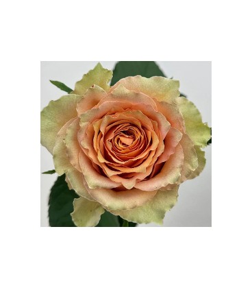 Rose Equat Caramel macchiato 50 x25