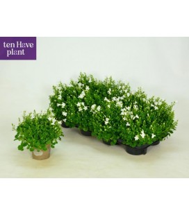 Campanule Porto White Ø11