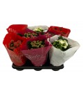 Kalanchoe Ø 12