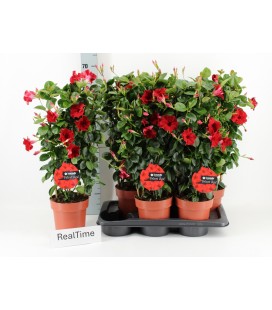Dipladenia Velvet red Ø 27 h 50