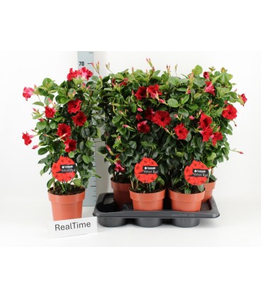 Dipladenia Velvet red Ø 27 h 50