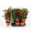 Dipladenia Velvet red Ø 17 h 70