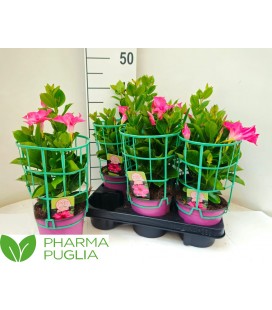 Dipladenia Rio Coral pink Ø14 h 40