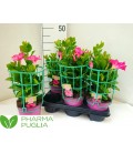 Mandevilla Rio Coral pink Ø17 h 60