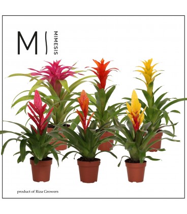 Bromelia mix pot de 12