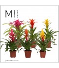 Bromelia mix pot de 12