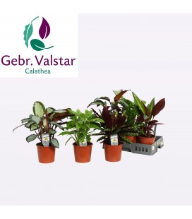 Calathea Mix Pot de 17 h50cm