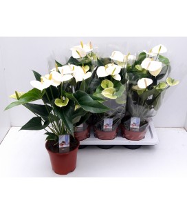 Anthurium Pristino Ø17 h50