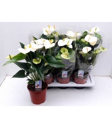 Anthurium Pristino Ø17 h50