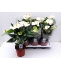 Anthurium Pristino Ø17 h50