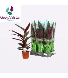 Stromanthe Stripestar Ø17 h 75