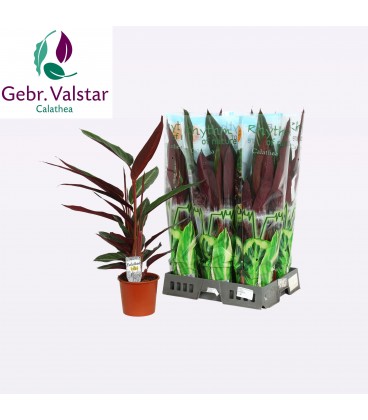 Stromanthe Stripestar Ø17 h 75