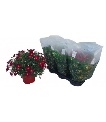 Anthemis Giuditta Pot de 19