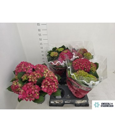 Hortensia Amsterdam Ø15