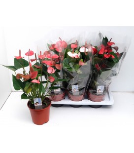 Anthurium mix Ø 17 h 50