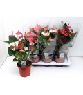 Anthurium mix Ø 17 h 65