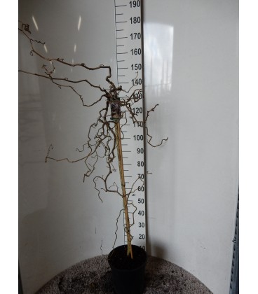 Noisetier Pot de28 h150