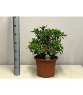 Crassula Ovata Ø 30 h60Cm