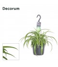 Chlorophytum Comosum Pot de 17