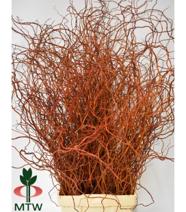 Salix 100 cm La Botte