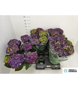 Hortensia Saturnus pot de 14