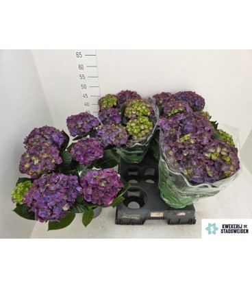 Hortensia ov pot de 14