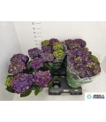 Hortensia ov pot de 14