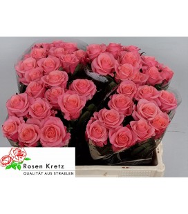 Rose Barby 50 Cm