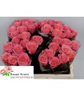 Rose Barby 50 Cm