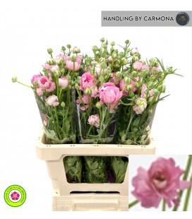 Renoncule Moderna Dolce 60 Cm