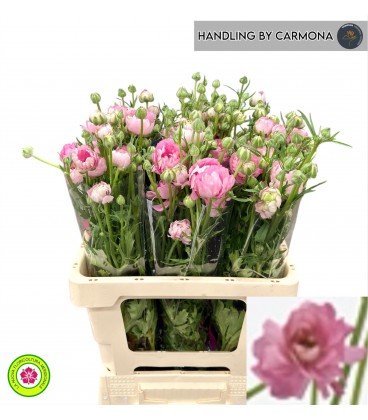 Renoncule Moderna Dolce 60 Cm