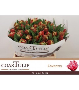 Tulipe Coventry