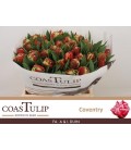 Tulipe Coventry
