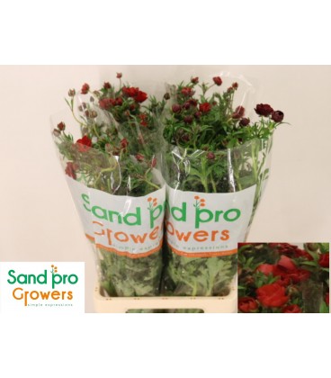 Renoncule Tangerine 80 Cm