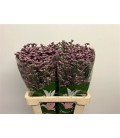 Limonium Florida Pink